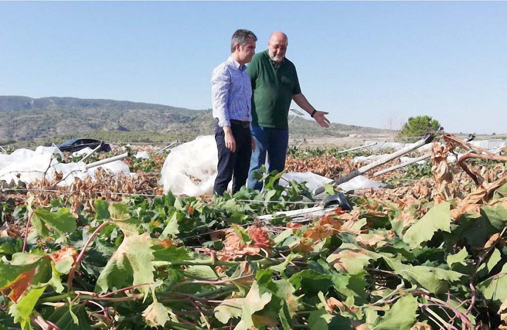 El alcalde de Totana solicita a la Consejería de Agricultura ayudas para los agricultores de uva de mesa por las lluvias y granizo